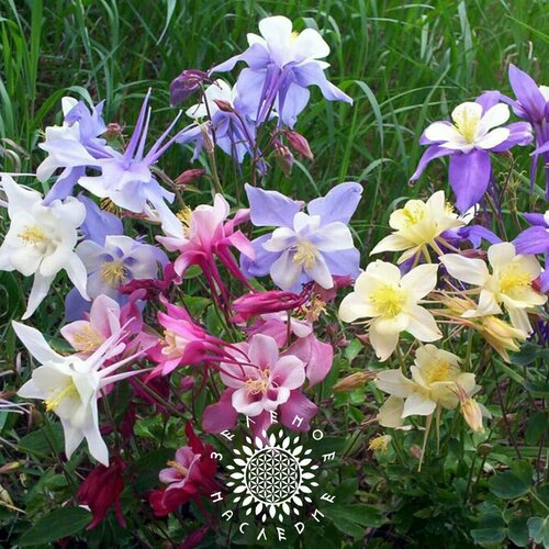 ������ ������ ������ ��������� ��������� 