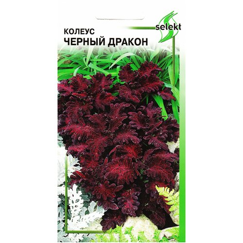 ������ ������ ������ ׸���� ������, 15 ����� ����