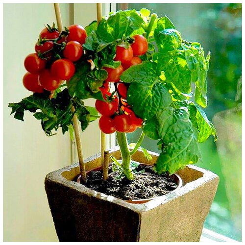 ������ ������ ������ ��������� ������ ��������-��������� ������, 20 �� ����