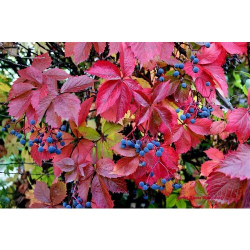 ������ ������ �������� ������� ��������������� / ������ 5 ���� ����