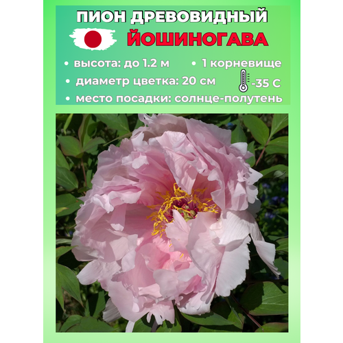 ������ ������ ���� ����������� ����������, ������� 1 ����� ����