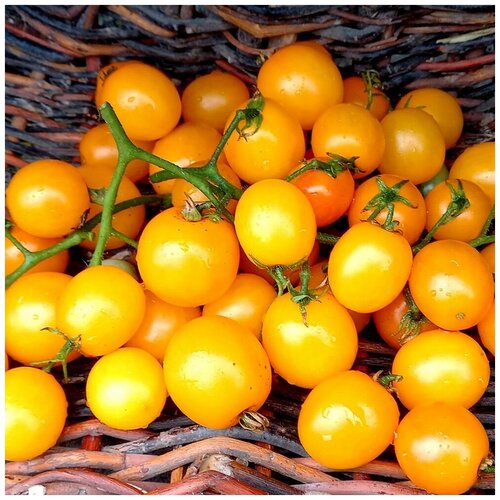 ������ ������ ������ ������ ����� ����� ������ ������ ��� 10 ��. ����