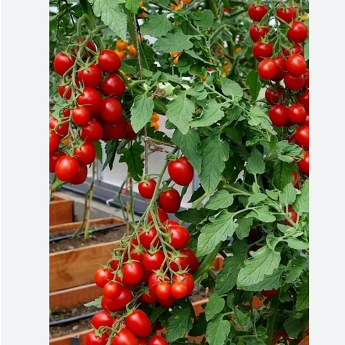 ������ ������ ������ ������ ��������� ���� 15 ����� � �������� ����