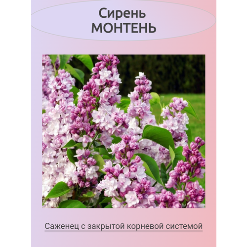 ������ ������ ������ ������� (�������) ����