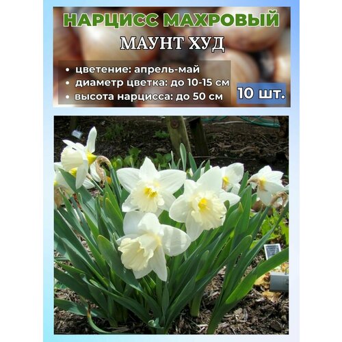 ������ ������ ������� ��������, �������� 10 ���� ����