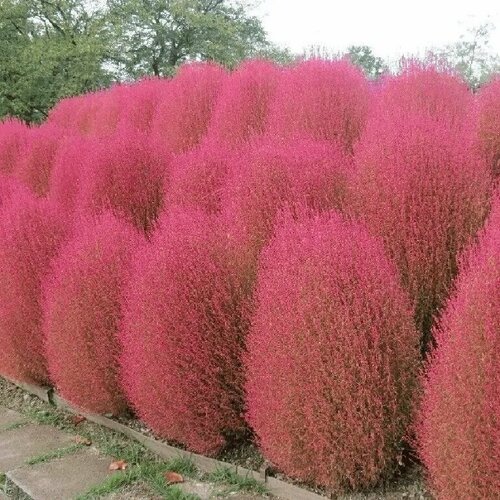 ������ ������ ������ ������ ����� ����� 30 ��. ����