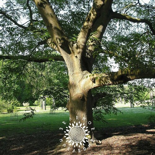 ������ ������ ������ ���� �������� - ���� �������������� (���. Juglans ailanthifolia) 5 �� ����