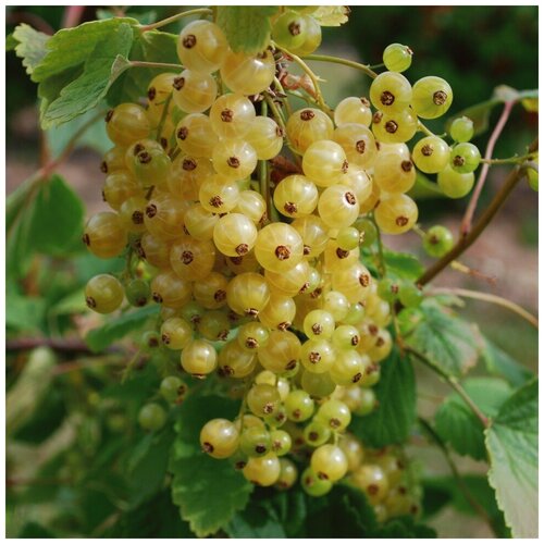 ������ ������ ������ ������ ��������� ����� 50 ��. ����