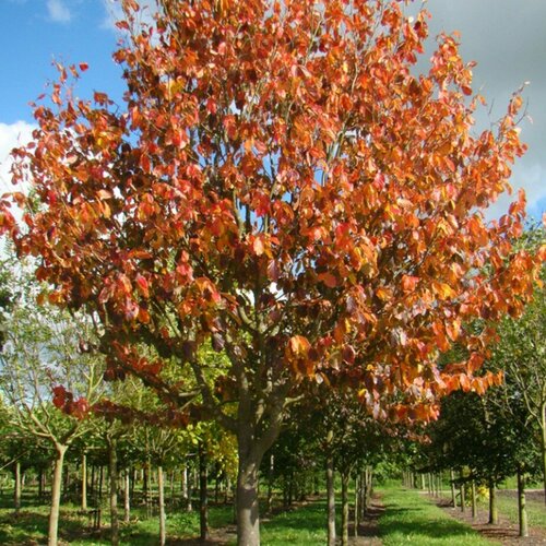 ������ ������ �������� ���������� ������� (1 ������� � ������ 15-20 ��), (������) ����