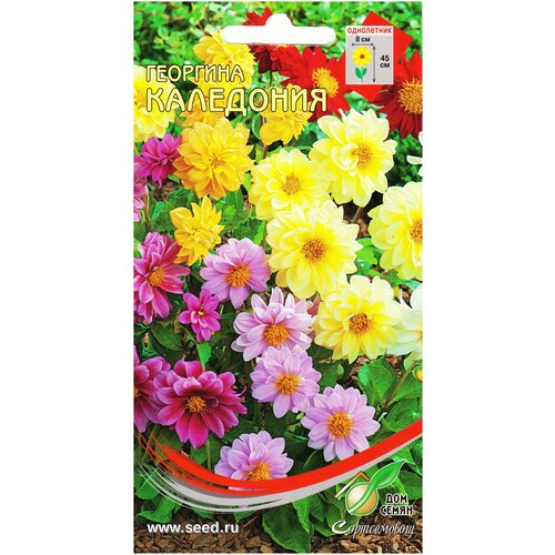 ������ ������ �������� ���������, 15 ����� ����