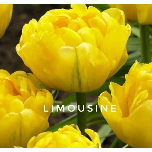 ������ ������ �������� ����������� , �������� ���� LIMOUSINE ������ (4 �����) ����