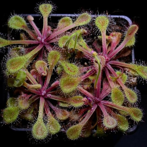    , Drosera Collinsiae Usutu River 10+ ,  ,     -     , -,   