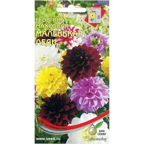 ������ ������ �������� �������� ��������� ����, 10 ����� ����