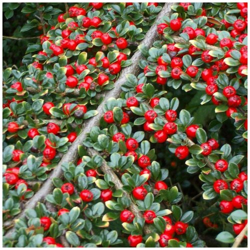     (. Cotoneaster salicifolius Franch.) -   10 