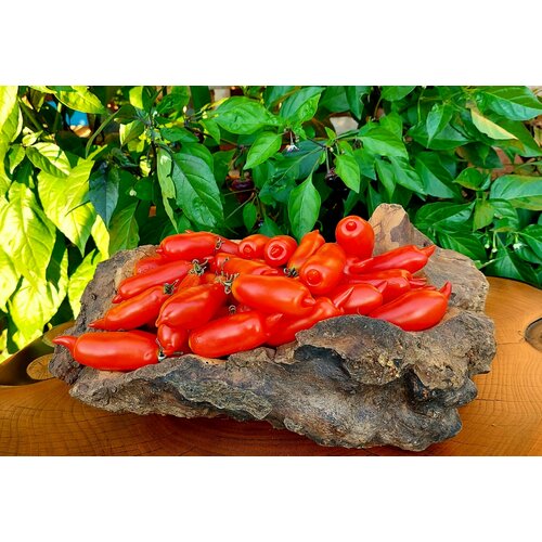 ������ ������ ������ ����� �������� ������� (Piennolo Lungo) / Seeds And Goods / � �������� zip-lock ��� ���������� 15 ����� ����