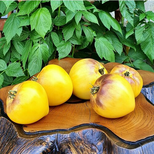 ������ ������ ������ ������ ������� ������� ������ (Sgt. Peppers Yellow) / Seeds And Goods / � �������� zip-lock ��� ���������� 5 ����� ����