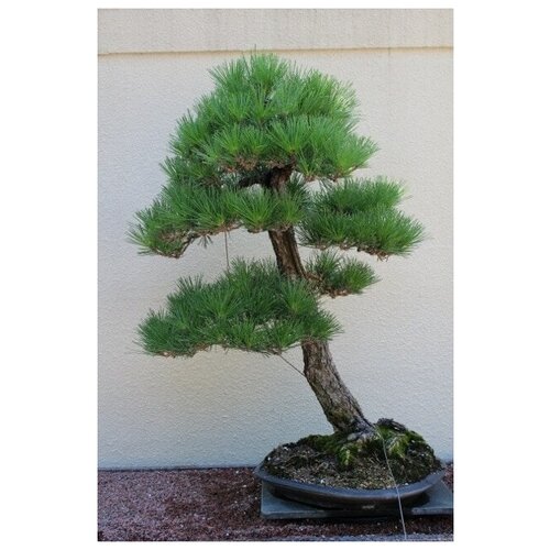 ������ ������ �������� ������ �����, ������ ������ ����