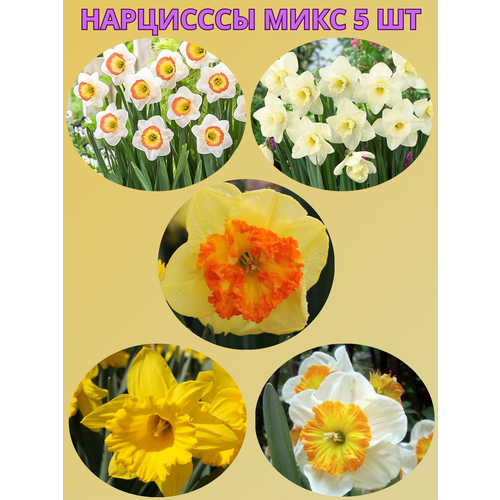 ������ ������ �������� ����������� �����, �������� 5 �� ����10 ����