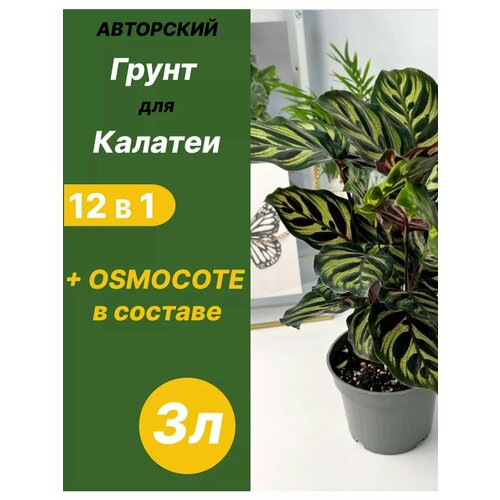 ������ ������ ����� ��� ������� 3 � ������� ����