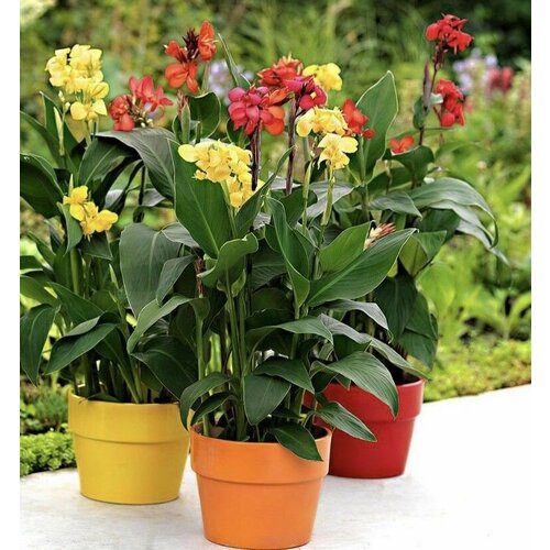 ������ ������ ������ ����� (Canna) 5 ���� ����