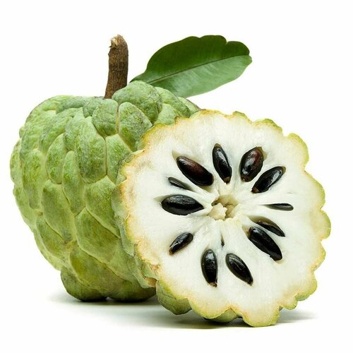������ ������ �������� �������� ������ ������ (Annona squamosa) ������ 5 ���� ����