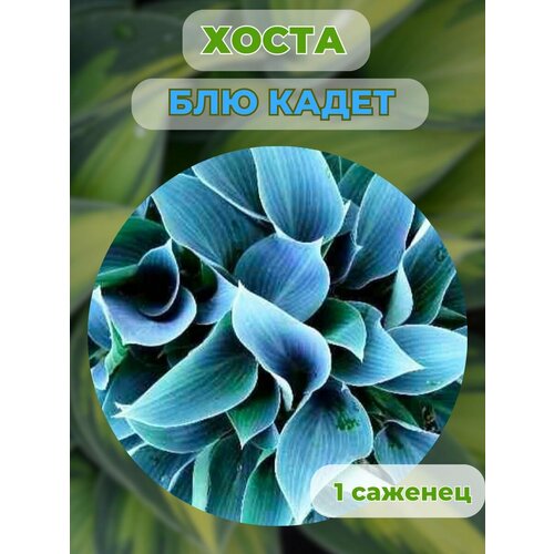 ������ ������ ����� �������, ����� ��������� 1 ����� ����