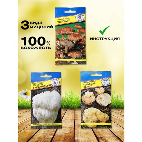 ������ ������ ����� ��� ����������� ������ 