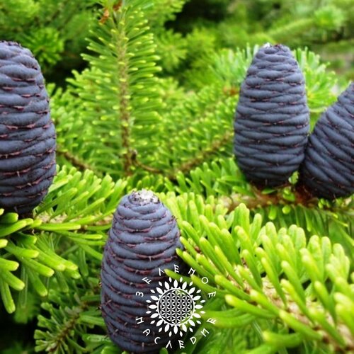 ������ ������ ������ ����� ���������, �����������, ������������ (���. Abies sibirica) 30�� ����