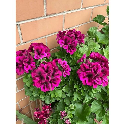 ������ ������ ���������� 