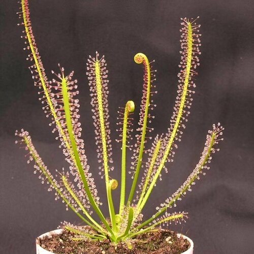     , Drosera Filiformis 10+ ,  ,   