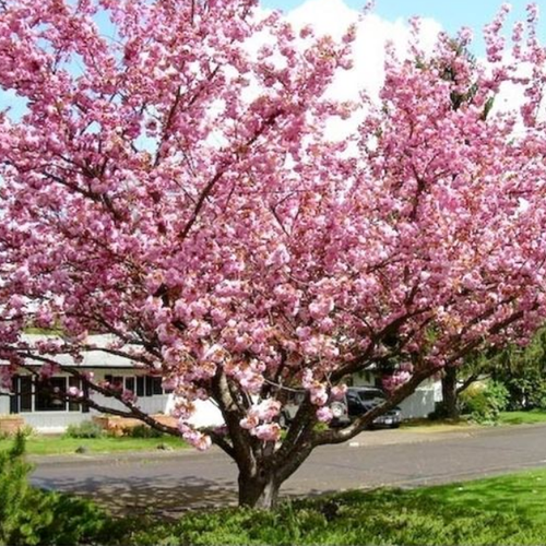 ������ ������ ������ ������� (Szkolka roslin A.M (������)), 1 ������� � ������ 15-20 �� ����