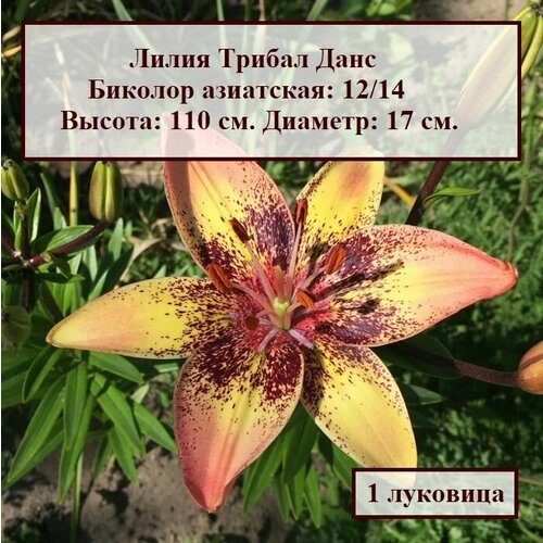 ������ ������ ����� ��������� ������� ������ ���� (1 ��������) ����