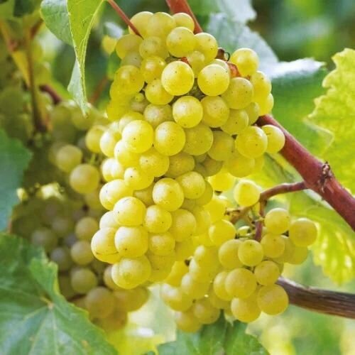 ������ ������ �������� �������� ����� ����