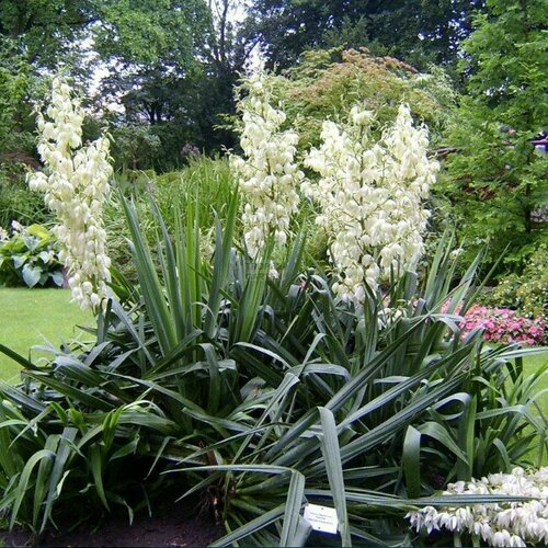 ������ ������ ���� ����������� (1 ��������� � ������ �9). Szkolka roslin A.M (������) ����