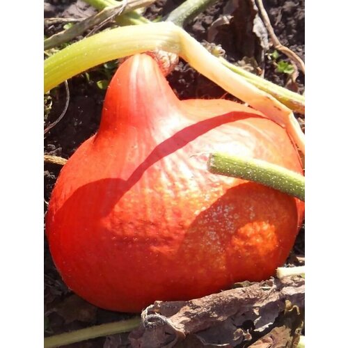 ������ ������ ������ ����� ��������� ������� ����