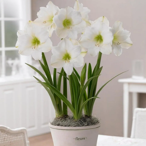 ������ ������ ����������� �����, ������ ����