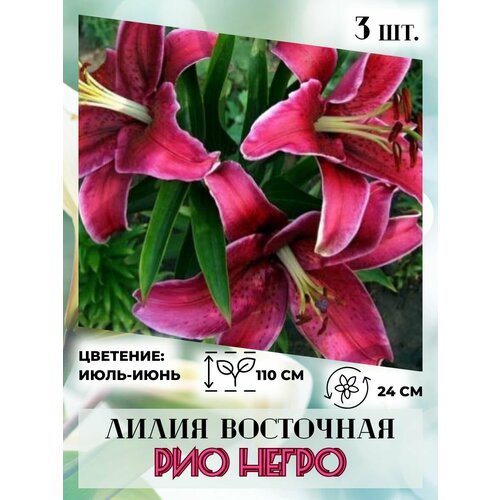 ������ ������ ����� ��������� ��� �����, �������� 3 ����� ����