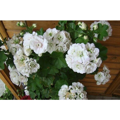 ������ ������ ������ ���������� ������������ ��� ���� 3 �� (1 �������� (O)) ����