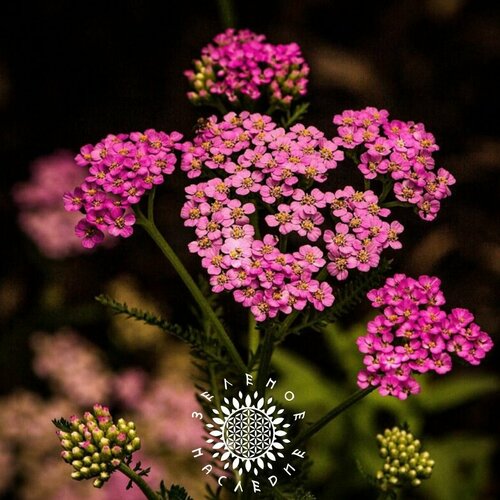 ������ ������ ������ ������������� ������������ - ������� ����� (���. Achillea millefolium) 150�� ����