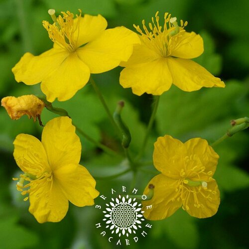 ������ ������ ������ �������� - ��������� - ������������� (���. Chelidonium) 50�� ����