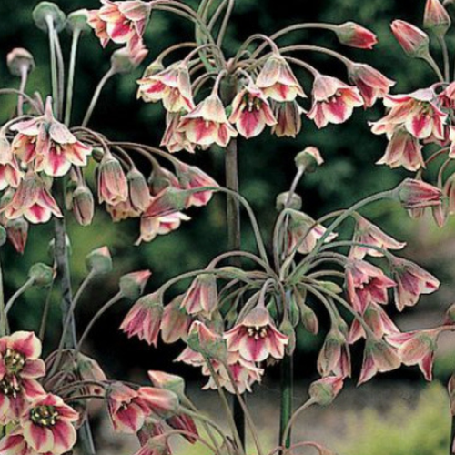 ������ ������ �������� ������ NECTAROSCORDUM SICULUM ( 5 ��) ����