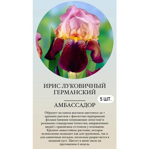 ������ ������ ���� ���������� �������� ����������� �������� ����