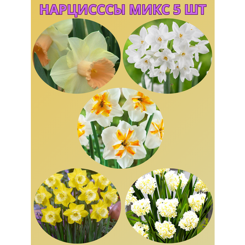 ������ ������ �������� ����������� �����, �������� 5 �� ����3 ����