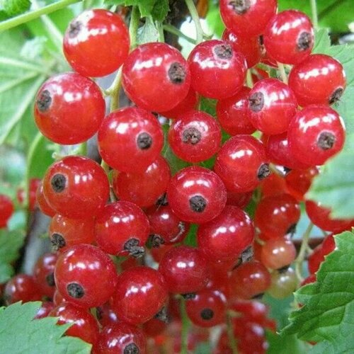 ������ ������ ������� ��������� ������� �������� ����