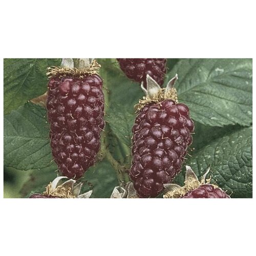 ������ ������ ����������� ��������- ���2�� ������ 2��. �������. ����