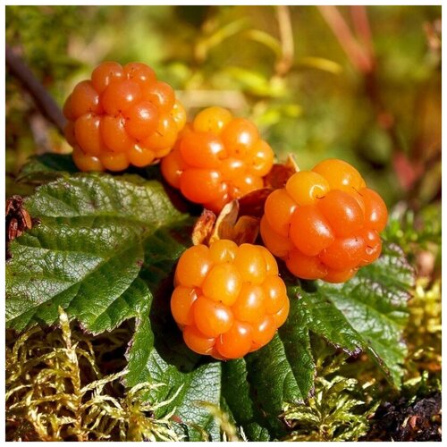 ������ ������ ������ ������ ������� 5 ��. ����