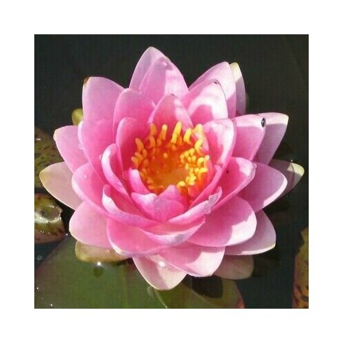 ������ ������ �������� (������) ����� ������� ������ (Nymphaea Mdm Wilfron Gonnere) ������� ����