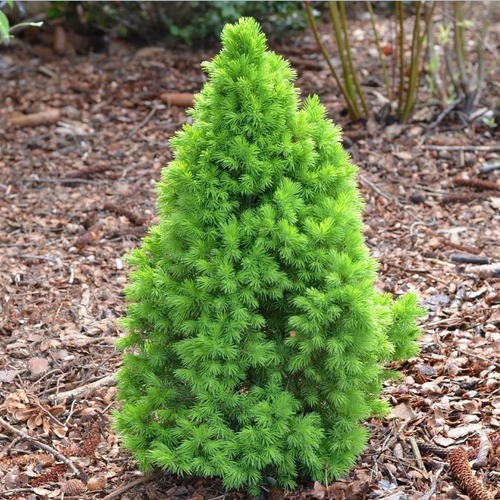 ������ ������ ��� ����� ������ �������� (Szkolka roslin A.M (������)), 1 ������� � ������ 15-20 �� ����