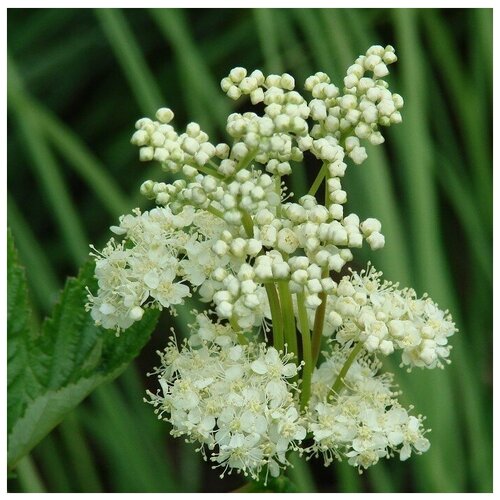 ������ ������ ������ ������ ������� ����������� 100 ��. ����