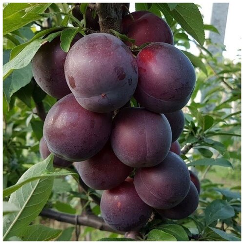 ������ ������ ������ ������ ����� ����� ������� ������������� 5 ��. ����